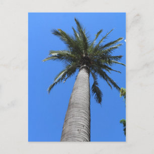 Palm Tree Postkarte