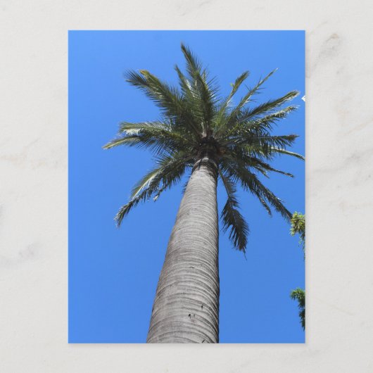 Palm Tree Postkarte (Vorderseite)