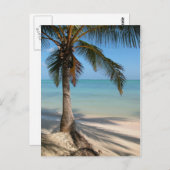 Palm Tree - Postkarte (Vorne/Hinten)