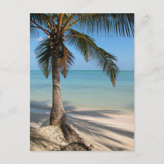 Palm Tree - Postkarte (Vorderseite)