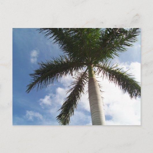 Palm Tree Postkarte (Vorderseite)