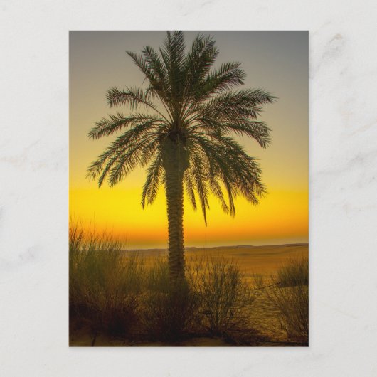 Palm Tree Sunrise Postkarte (Vorderseite)