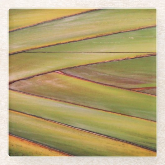 Palm Tree Untersetzer (Vorderseite)