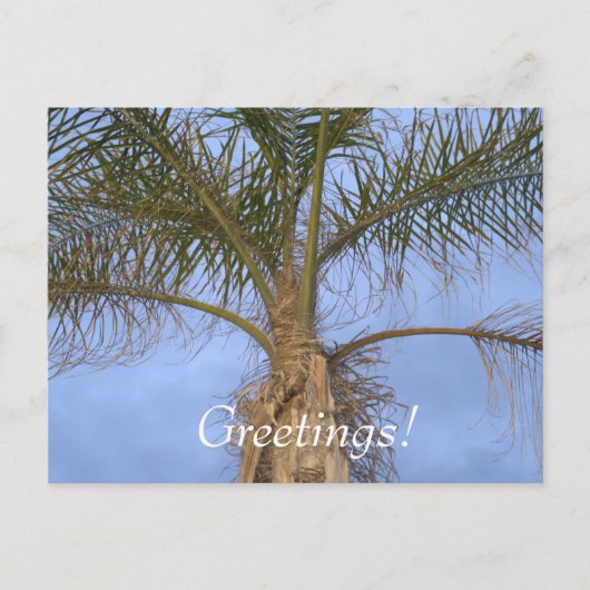 Palm Tree Vacation Grüße Postkarte (Vorderseite)