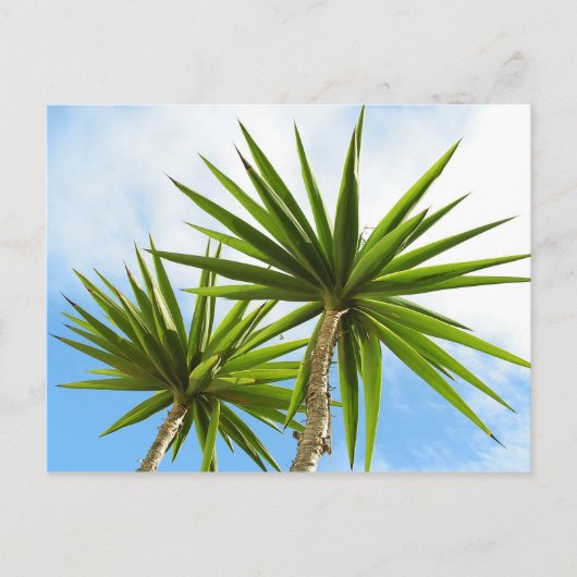 Palm Trees Card Postkarte (Vorderseite)