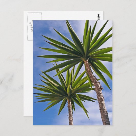 Palm Trees Card Postkarte (Vorne/Hinten)