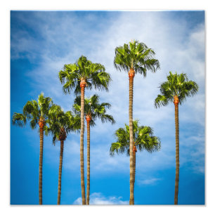 Palm Trees in San Diego, California Fotodruck