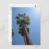 Palm Trees Post Card Postkarte (Vorne/Hinten)