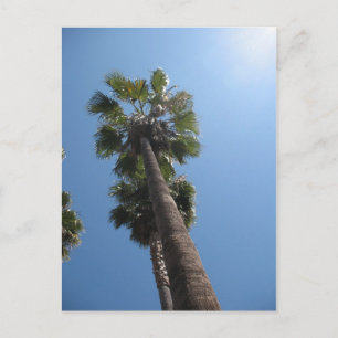 Palm Trees Post Card Postkarte