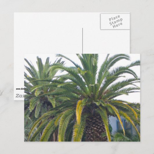 Palm Trees Postcard Postkarte (Vorne/Hinten)