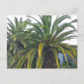 Palm Trees Postcard Postkarte (Vorderseite)