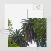 Palm Trees Postcard Postkarte (Vorne/Hinten)