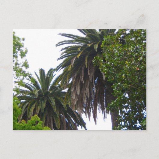 Palm Trees Postcard Postkarte (Vorderseite)