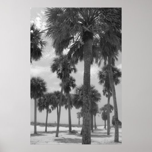 Palm Trees Poster (Vorne)