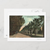 Palm und Pepper Trees entlang der Avenue Postkarte (Vorne/Hinten)