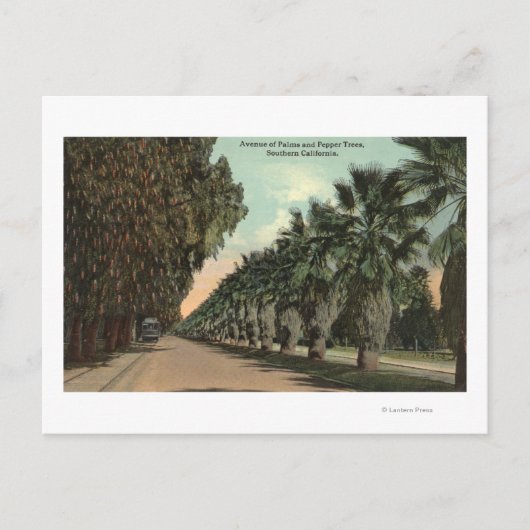 Palm und Pepper Trees entlang der Avenue Postkarte (Vorderseite)