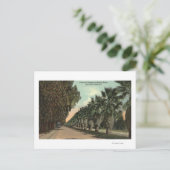 Palm und Pepper Trees entlang der Avenue Postkarte (Stehend Vorderseite)