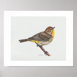 Palm Warbler Art Print Poster