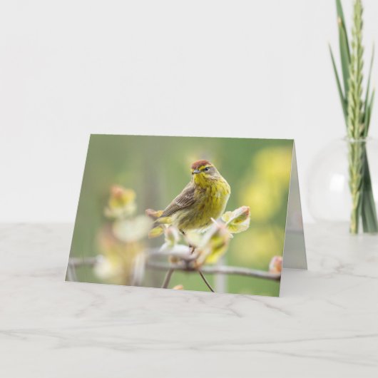 Palm Warbler Karte (Vorderseite)