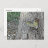 Palm Warbler Postkarte (Vorne/Hinten)