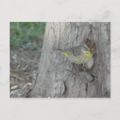Palm Warbler Postkarte (Vorderseite)