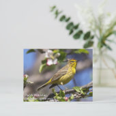 Palm Warbler Postkarte (Stehend Vorderseite)