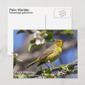 Palm Warbler Postkarte (Vorne/Hinten)