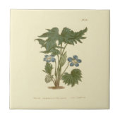 Palmated Violet Blue Illustration Fliese (Vorderseite)