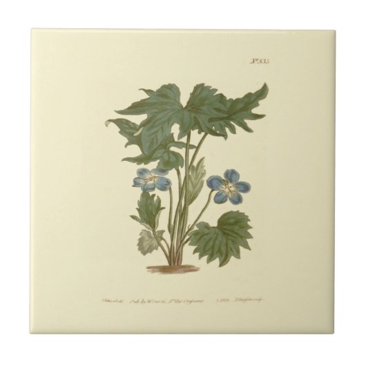 Palmated Violet Blue Illustration Fliese (Vorderseite)