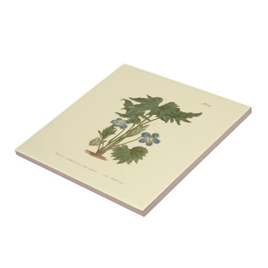 Palmated Violet Blue Illustration Fliese (Seite)