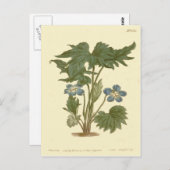 Palmated Violet Blue Illustration Postkarte (Vorne/Hinten)