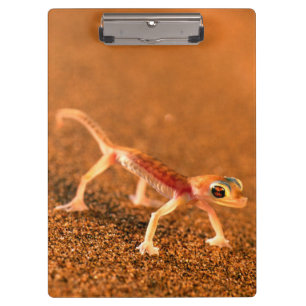 Palmatogecko auf Sanddüne, Swakpomund, Erongo Klemmbrett