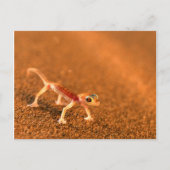 Palmatogecko on Sand Dune, Swakpomund, Erongo Postkarte (Vorderseite)