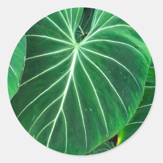 Palmblättriger Regenwald Runder Aufkleber (Vorderseite)