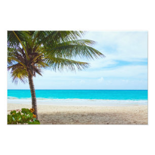 Palme am Strand Fotodruck