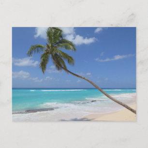 Palme Barbados Feiertagspostkarte