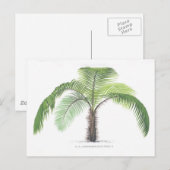 Palme-Illustration III Sammlung Postkarte (Vorne/Hinten)