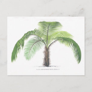 Palme-Illustration III Sammlung Postkarte