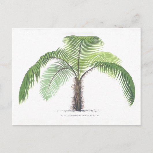 Palme-Illustration III Sammlung Postkarte (Vorderseite)