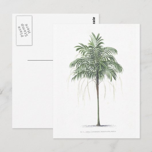 Palme-Illustration Sammlung Postkarte (Vorne/Hinten)