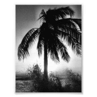 Palme im Sturm Fotodruck