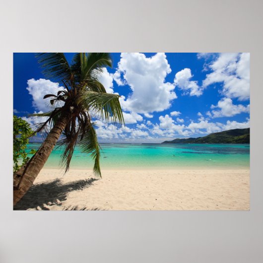 Palme Poster (Vorne)