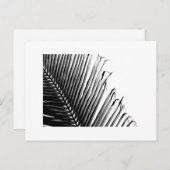 Palme, Schwarzweiss Postkarte (Vorne/Hinten)