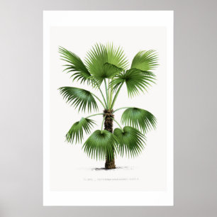 Palme Tree Vintage Kunst, Dichtung und Musik Poster