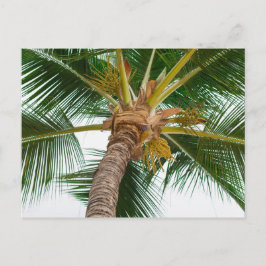 Palme Tree von unten Postkarte