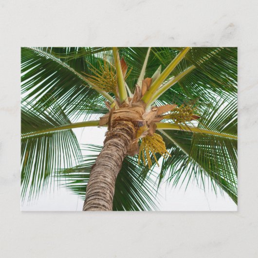Palme Tree von unten Postkarte (Vorderseite)