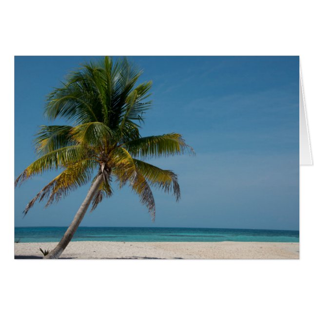 Palme und weißer Sandstrand 2 (Vorderseite (Horizontal))
