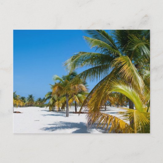 Palmen am Ozeanstrand Postkarte (Vorderseite)
