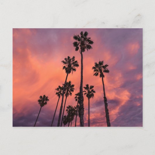 Palmen auf der Postkarte des Sonnenuntergangs (Vorderseite)
