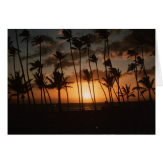 Palmen bei Sonnenuntergang